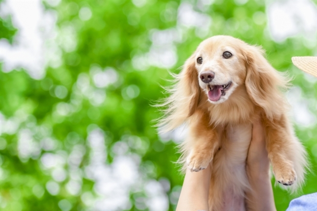 ペット保険のイメージ画像（犬）